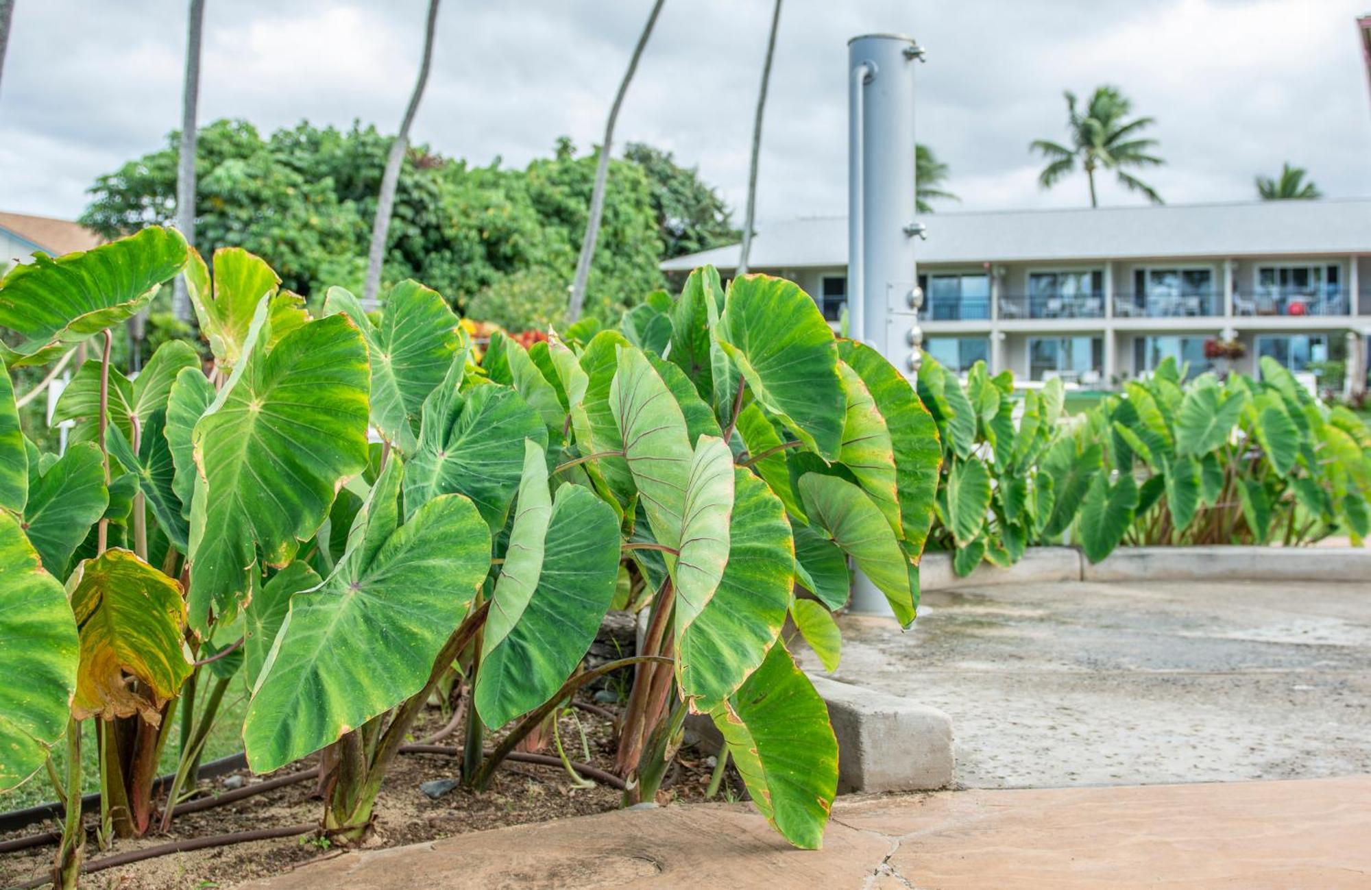 Napili Surf Beach Resort Kapalua Exterior foto